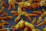 the TDaP virus magnified 